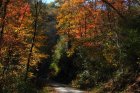 Forest Road 67- Standing Indian Basin